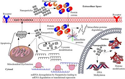 Epigenetic Aspects of Engineered Nanomaterials: Is the Collateral Damage Inevitable?